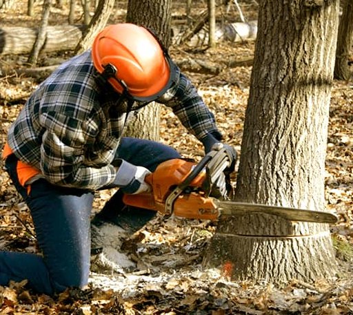 Tree Removal in Norphlet, AR